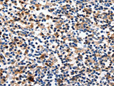 CLDN5 Antibody
