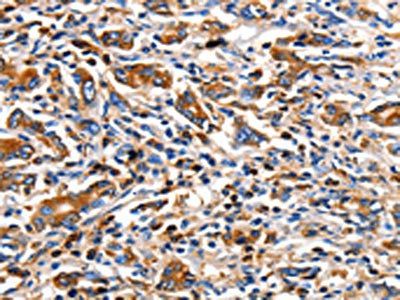CLDN5 Antibody