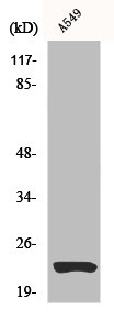 CLDN5 Antibody