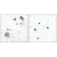 CLDN5 Antibody