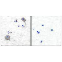 Claudin 5 antibody