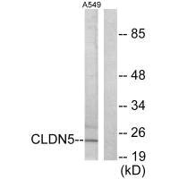 Claudin 5 antibody