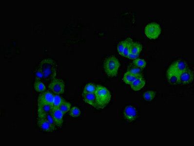 Claudin 5 antibody