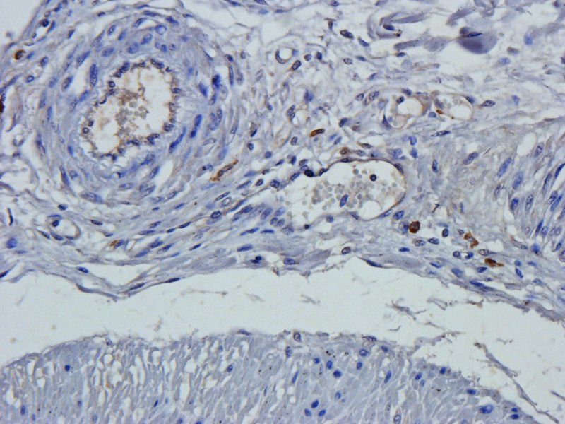 Claudin 1 antibody