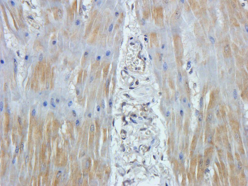 Claudin 1 antibody