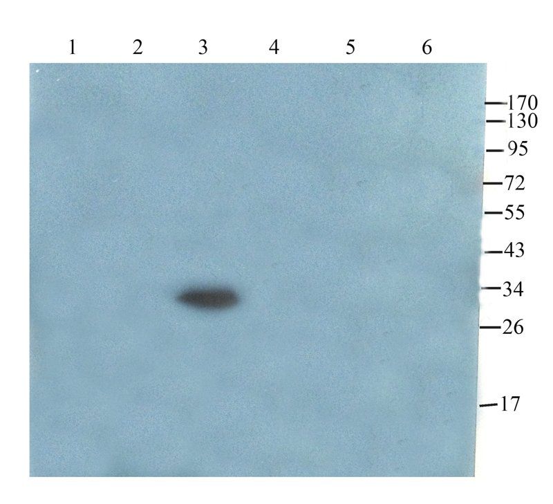 Claudin 1 antibody