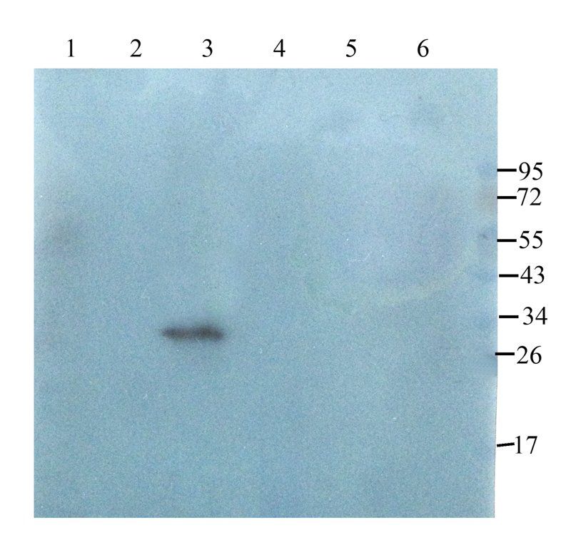 Claudin 1 antibody