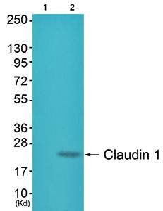 Claudin 1 Antibody