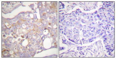 Claudin 4 antibody