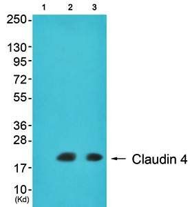 Claudin 4 antibody