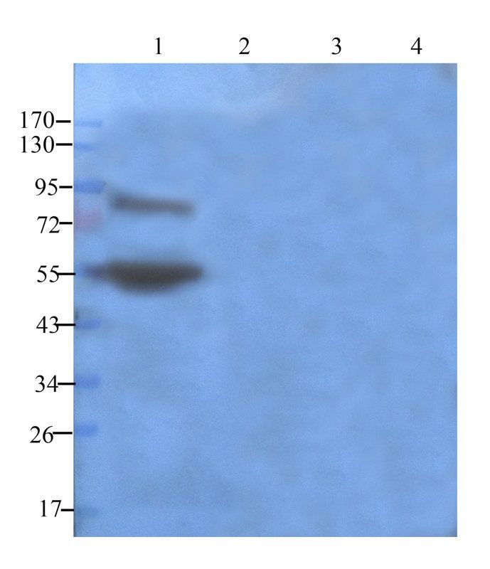 Claudin 5 antibody