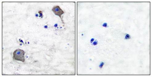 Claudin 5 antibody