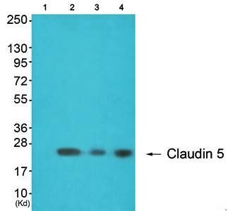 Claudin 5 antibody