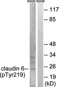 Claudin 6 (Phospho-Tyr219) Antibody