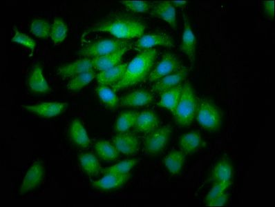 CLC Antibody