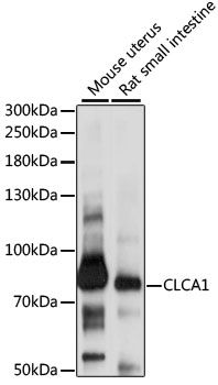 CLCA1 antibody