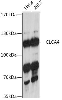 CLCA4 antibody
