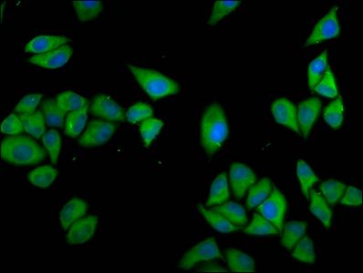 CLCC1 Antibody