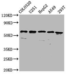 CLCC1 Antibody