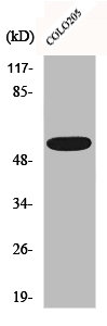 CLCC1 antibody