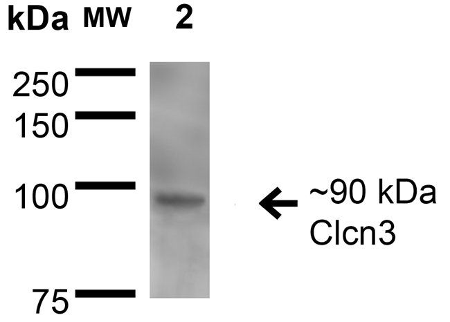 ClCN3 Antibody