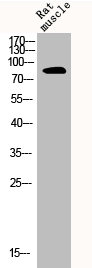 CLCN4 antibody