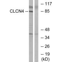 CLCN4 antibody