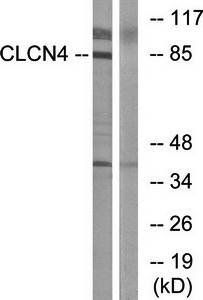 CLCN4 Antibody