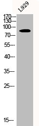 CLCN6 antibody