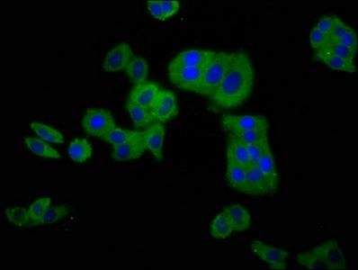CLCNKB Antibody