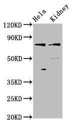 CLCNKB Antibody