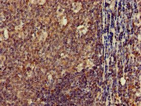 CLDN10 Antibody