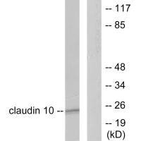 CLDN10 antibody