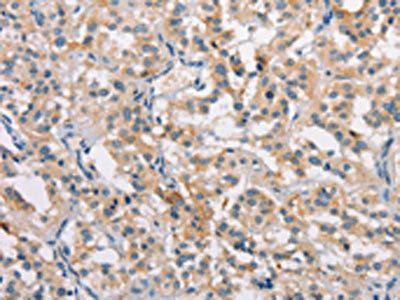 CLDN11 Antibody