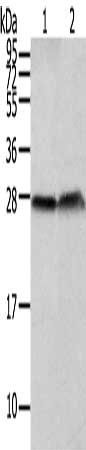 CLDN19 antibody