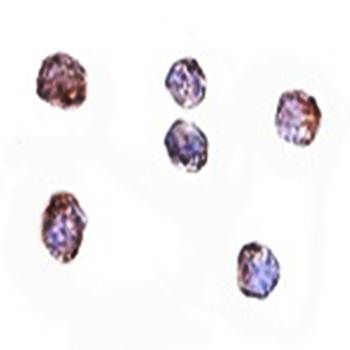 CLDN1 Antibody