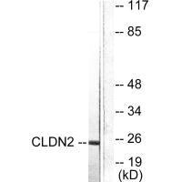 CLDN2 antibody