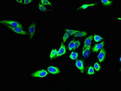 CLDN20 Antibody