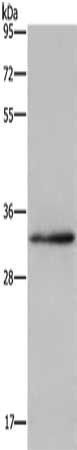 CLDN23 antibody
