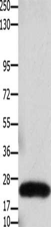 CLDN3 antibody