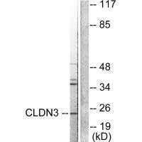CLDN3 Antibody