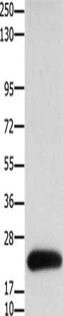 CLDN4 Antibody