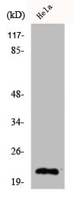 CLDN4 Antibody