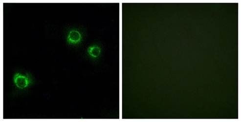 CLDN6 Antibody