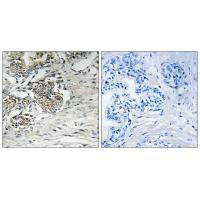 CLDN7 (Ab-210) Antibody