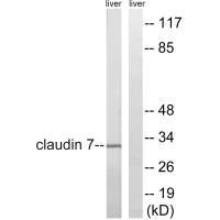 CLDN7 (Ab-210) Antibody