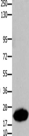 CLDN7 antibody