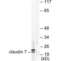 CLDN7 antibody