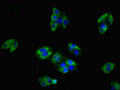 CLDN8 antibody