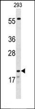 CLDN8 antibody